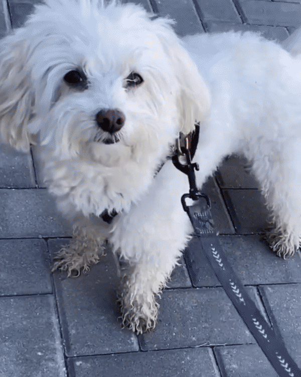 Pawesome™ Paw Cleaner