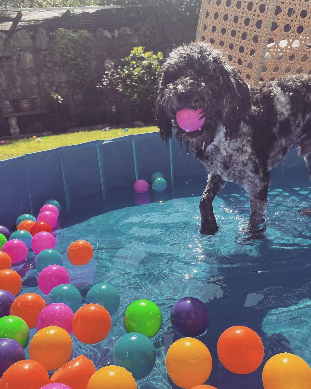 Pawesome™ Pool Balls - 100 Count