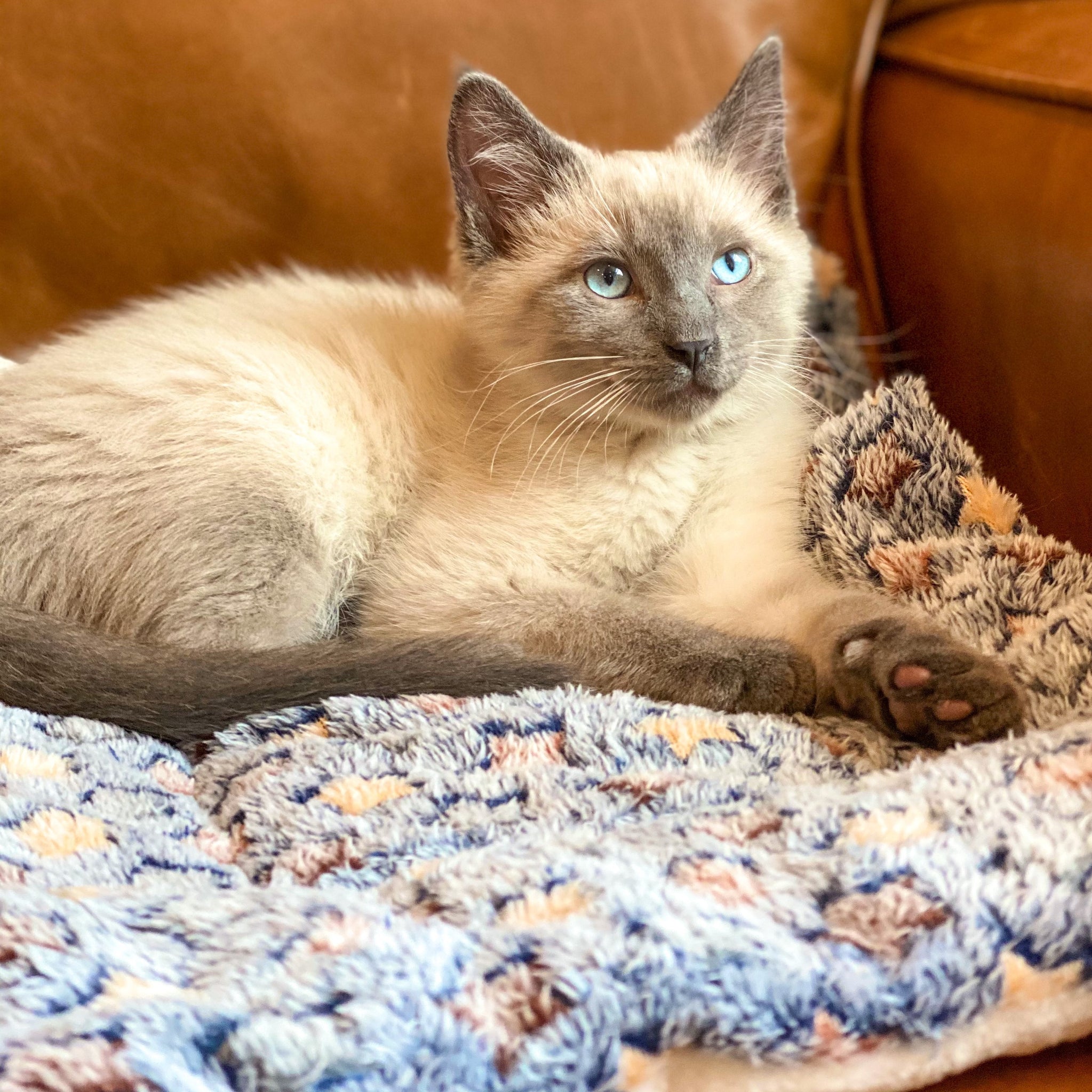 Pawesome™ Cat Calming Blanket